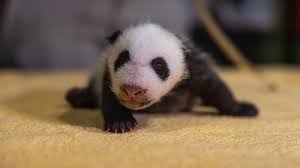 Résultat de recherche d'images pour "pandas"