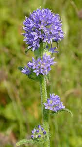 Attēlu rezultāti vaicājumam “Campanula cervicaria flower”