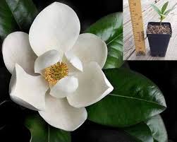 Attēlu rezultāti vaicājumam “Magnolia”
