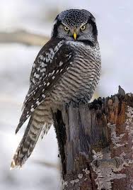 Image result for Surnia ulula