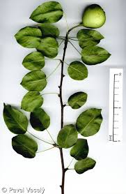 Attēlu rezultāti vaicājumam “Pyrus pyraster leaf”