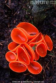 Attēlu rezultāti vaicājumam “Aleuria aurantia”