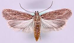 Attēlu rezultāti vaicājumam “Perichaena depressa sessile”