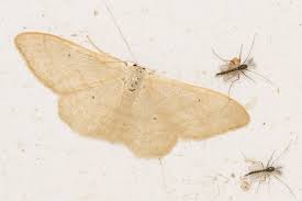 Attēlu rezultāti vaicājumam “Idaea straminata”