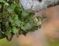 Attēlu rezultāti vaicājumam “Melanohalea exasperata”