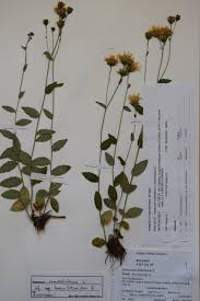 Attēlu rezultāti vaicājumam “Hieracium umbellatum bud”