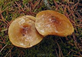 Attēlu rezultāti vaicājumam “Tricholoma flavovirens”