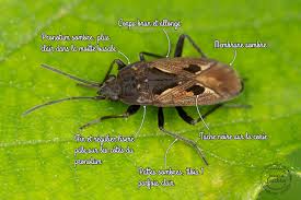 Image result for Rhyparochromus