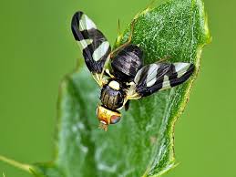 Attēlu rezultāti vaicājumam “Urophora cardui”