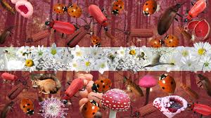 Attēlu rezultāti vaicājumam “Diderma montanum var. album”