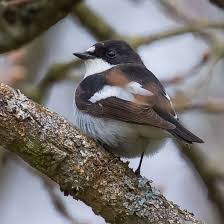 Attēlu rezultāti vaicājumam “Ficedula hypoleuca juvenile”