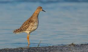 Attēlu rezultāti vaicājumam “Philomachus pugnax”