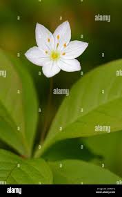 Attēlu rezultāti vaicājumam “Trientalis europaea fruit”