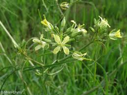 Attēlu rezultāti vaicājumam “Sisymbrium altissimum leaf”