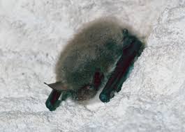Attēlu rezultāti vaicājumam “Myotis nattereri”