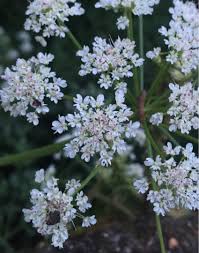 Attēlu rezultāti vaicājumam “Oenanthe aquatica flower”