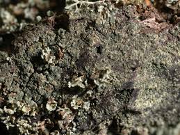 Attēlu rezultāti vaicājumam “Trapeliopsis flexuosa”