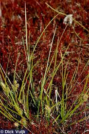 Attēlu rezultāti vaicājumam “Carex flava”