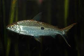 Attēlu rezultāti vaicājumam “Harminius undulatus”