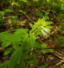 Attēlu rezultāti vaicājumam “Melampyrum cristatum leaf”