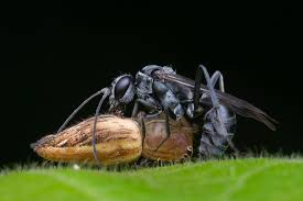 Attēlu rezultāti vaicājumam “Pompilidae”