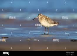 Attēlu rezultāti vaicājumam “Limosa lapponica adult”