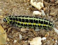 Attēlu rezultāti vaicājumam “Zygaena lonicerae larva”