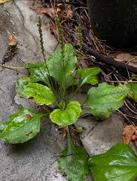 Attēlu rezultāti vaicājumam “Plantago major leaf”