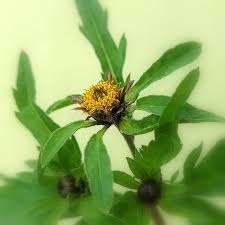 Attēlu rezultāti vaicājumam “Bidens tripartita”