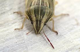 Attēlu rezultāti vaicājumam “Aelia acuminata”