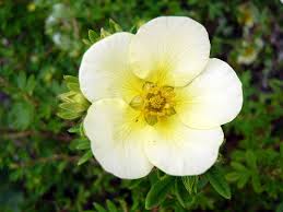 Attēlu rezultāti vaicājumam “Pentaphylloides fruticosa”