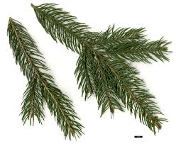 Attēlu rezultāti vaicājumam “Picea abies leaf”