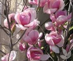 Attēlu rezultāti vaicājumam “Magnolia x soulangeana”