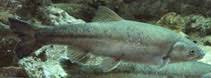 Image result for Mylopharodon conocephalus