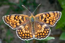 Attēlu rezultāti vaicājumam “Melitaea phoebe”