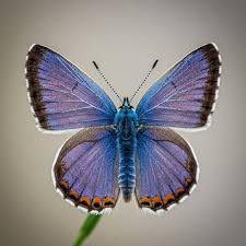 Attēlu rezultāti vaicājumam “Polyommatus icarus”