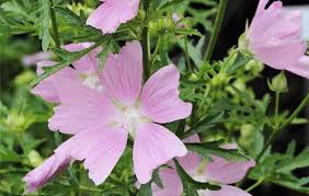 Image result for Lavatera thuringiaca