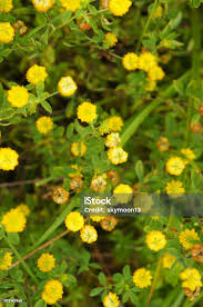Attēlu rezultāti vaicājumam “Trifolium aureum flower”