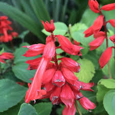 Image result for Salvia splendens