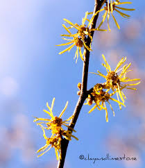Attēlu rezultāti vaicājumam “Hamamelis virginiana flower”
