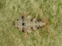 Attēlu rezultāti vaicājumam “Deraeocoris ruber imago”