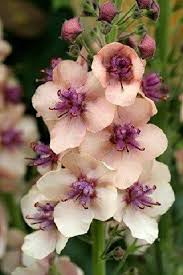 Attēlu rezultāti vaicājumam “Verbascum”