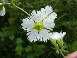 Attēlu rezultāti vaicājumam “Silene chlorantha”