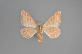 Attēlu rezultāti vaicājumam “Colostygia pectinataria female”