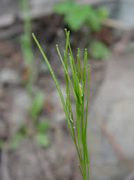 Attēlu rezultāti vaicājumam “Arabis hirsuta fruit”