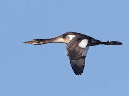 Attēlu rezultāti vaicājumam “Podiceps grisegena adult”