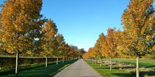 Image result for Clandon Regis Golf Club Ltd