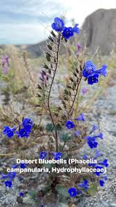 Attēlu rezultāti vaicājumam “Hydrophyllaceae”