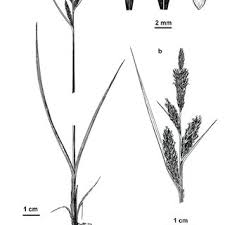 Attēlu rezultāti vaicājumam “Carex hartmanii”