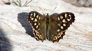 Attēlu rezultāti vaicājumam “Pararge aegeria underside”